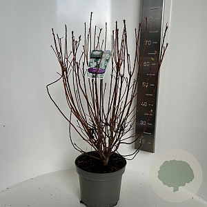 Rhododendron viscosum 40-50 cm 5,0L