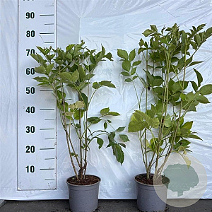 Sambucus nigra 40-60 cm 2,0L