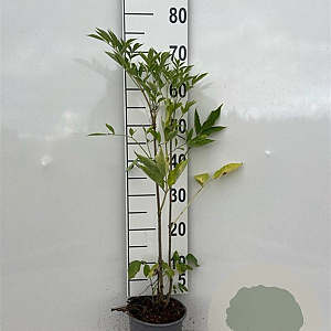 Sambucus nigra 60-80 cm 2,0L