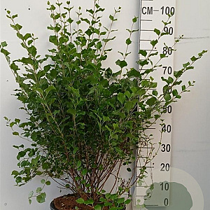 Syringa meyeri 'Palibin' 80-100 cm 20L
