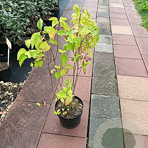 Syringa vulgaris 80-100 cm 7,5L