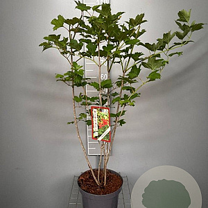 Viburnum opulus 80-100 cm 7,5L