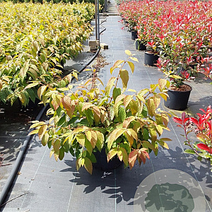 Viburnum plic. 'Mariesii' 60-80 cm 12L