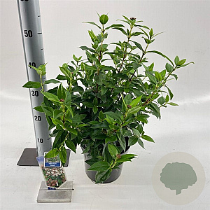 Viburnum tinus 30-35 cm 3,0L