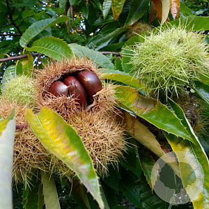 Castanea sativa x crenata Marigoule GM 10L