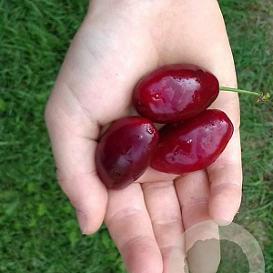 Cornus mas 'Schönb. Gourmet-Dirndl' GM C3