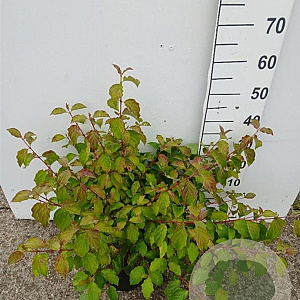 Cornus sang. 'Midwinter Fire' 60-80 cm 10L