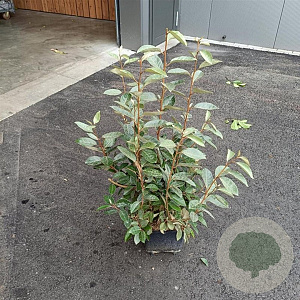 Elaeagnus ebbingei 60-80 cm 5,0L