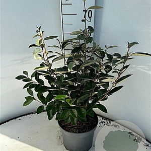 Elaeagnus ebbingei 60-80 cm 5,0L