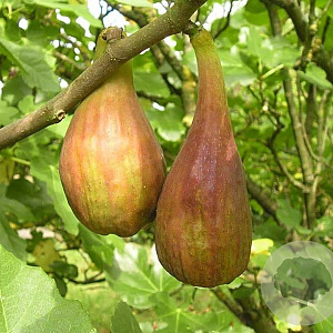 Ficus car. 'Longue d'Août' GM 1,7L