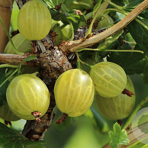 Ribes u.-c. 'Resistenta' GM 1,7L