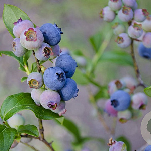 Vaccinium c. 'Darrow' GM C3