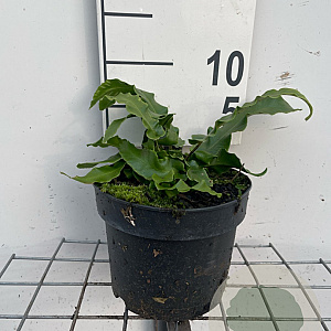 Asplenium scolopendrium GM 2,0L