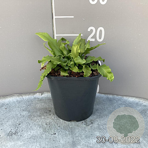 Asplenium scolopendrium GM 2,0L