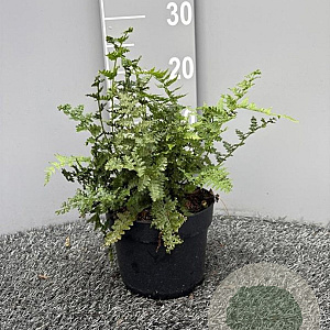 Athyrium filix-femina GM 2,0L