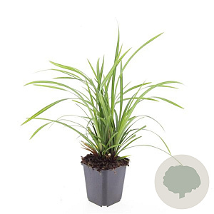 Carex morrowii 'Irish Green' GM P9