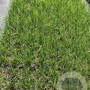 Cortaderia s. 'Pumila' GM 2,0L