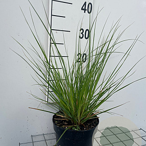 Cortaderia s. 'Pumila' GM 2,0L