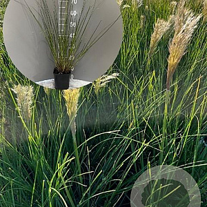 Cortaderia s. 'Pumila' GM 2,0L