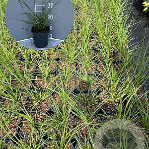 Cortaderia s. 'Pumila' GM 2,0L