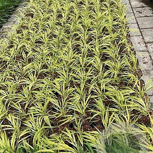Hakonechloa macra 'Aureola' GM 2,0L