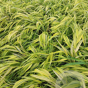 Hakonechloa macra 'Aureola' GM 2,0L