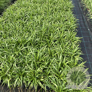 Luzula sylvatica GM 2,0L