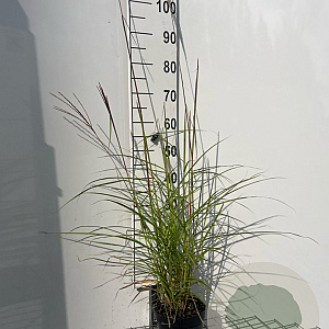 Miscanthus sin. 'Ferner Osten' GM 2,0L