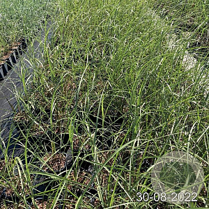 Miscanthus sin. 'Malepartus' GM 2,0L