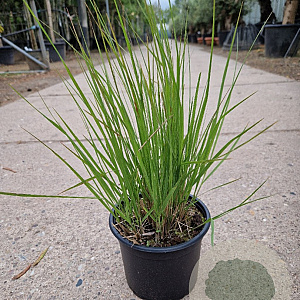 Molinia caerulea 'Heidebraut' GM 2,0L