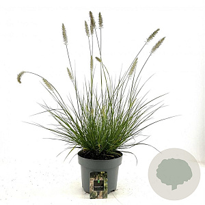 Pennisetum al. 'Hameln' GM C5