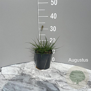 Pennisetum al. 'Little Bunny' GM 2,0L