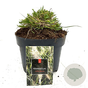 Pennisetum al. 'Little Bunny' GM 2,0L