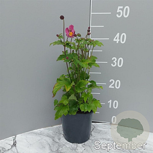 Anemone h. 'Splendens' GM 2,0L