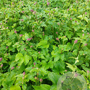 Anemone h. 'Splendens' GM 2,0L