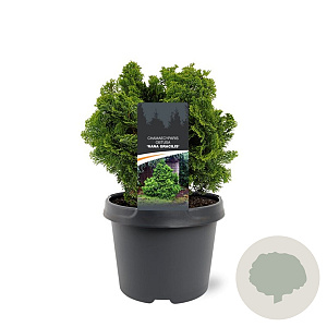 Chamaecyparis o. 'Nana Gracilis' 20-25 cm 3,0L
