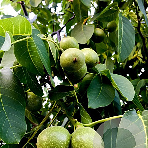 Juglans regia 'Fernette' GM 10L