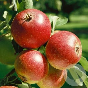 Malus domestica 'Ingrid Marie' GM 11L