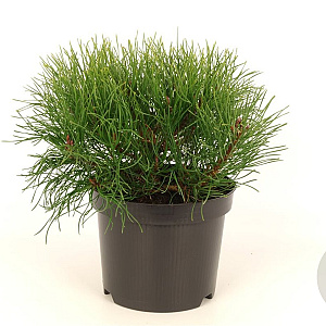 Pinus mugo pumilio 20-25 cm 2,0L