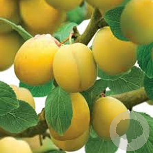 Prunus domestica 'Mirabelle de Nancy' GM 11L
