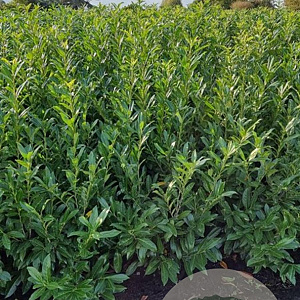 Prunus l. 'Caucasica' 150-175 cm met kluit