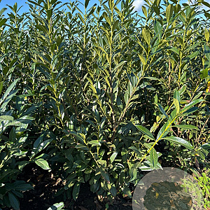 Prunus l. 'Caucasica' 150-175 cm met kluit