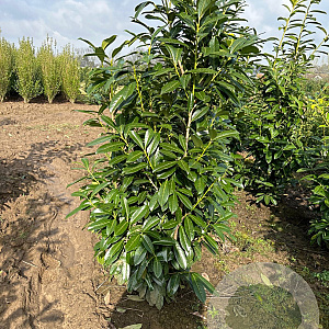 Prunus l. 'Caucasica' 150-175 cm met kluit