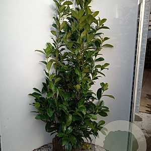 Prunus I. 'Rotundifolia' 150-175 cm met kluit