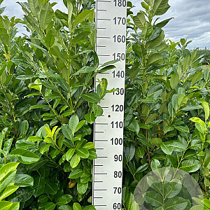 Prunus I. 'Rotundifolia' 150-175 cm met kluit