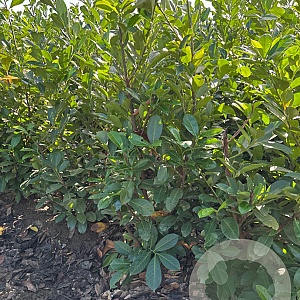 Prunus I. 'Rotundifolia' 150-175 cm met kluit