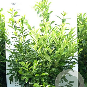 Prunus I. 'Rotundifolia' 150-175 cm met kluit