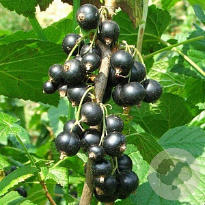 Ribes nigrum 'Ojebyn' GM 1,7L