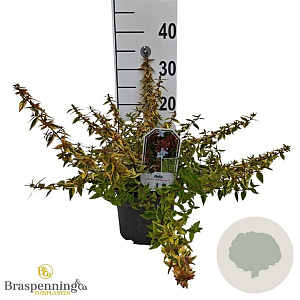 Abelia grandifl. 'Kaleidoscope' 25-30 cm 3,5L
