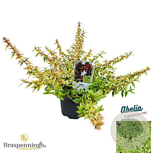 Abelia grandifl. 'Kaleidoscope' 25-30 cm 3,5L
